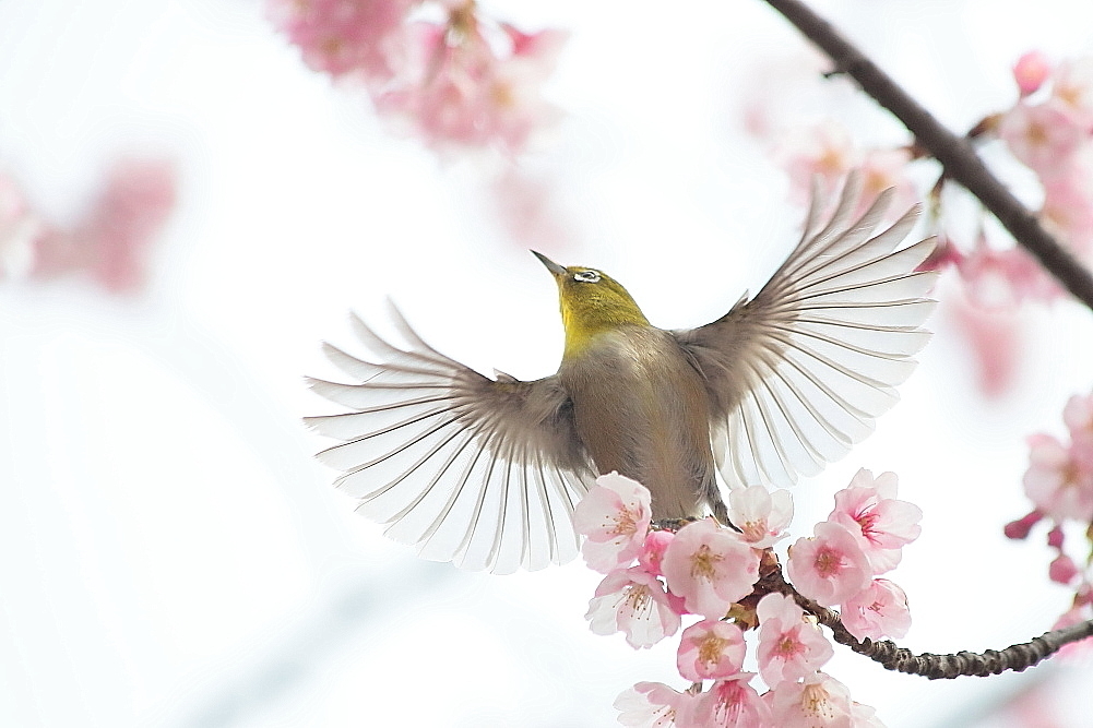 メジロと河津桜_d0334291_19262334.jpg