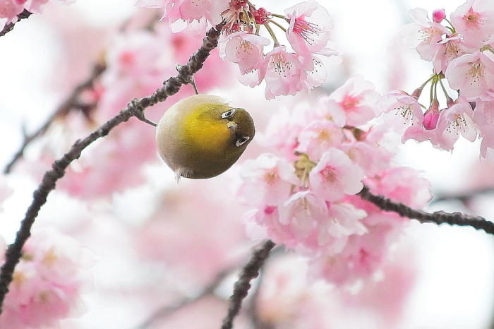 メジロと河津桜_d0334291_19264049.jpg