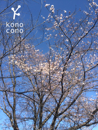 月曜日は春ランチです &新商品のご紹介♪_f0321908_11193759.jpg
