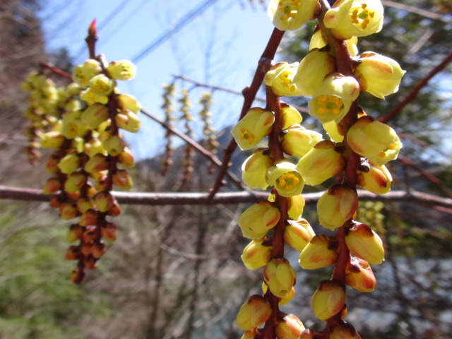 木五倍子（きぶし）の花…2016/3/25_f0231709_16132867.jpg