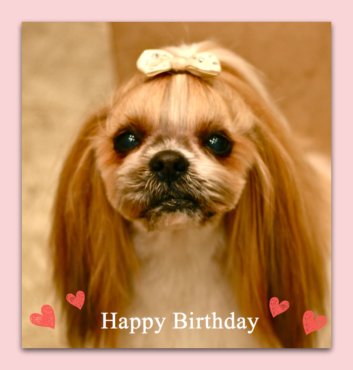 Happy Birthday♡マロンくん_d0060413_19443150.jpg