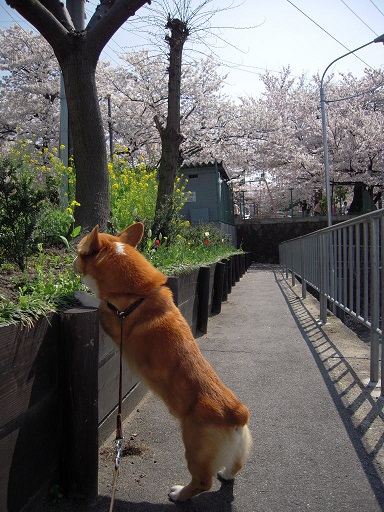 春、春、春。_f0190816_2133794.jpg