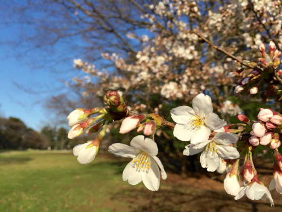 桜 2016。_c0178917_04003224.jpg