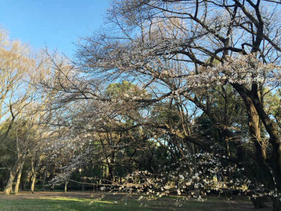 桜 2016。_c0178917_04003260.jpg