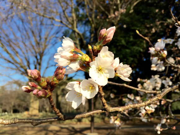 桜 2016。_c0178917_04003397.jpg