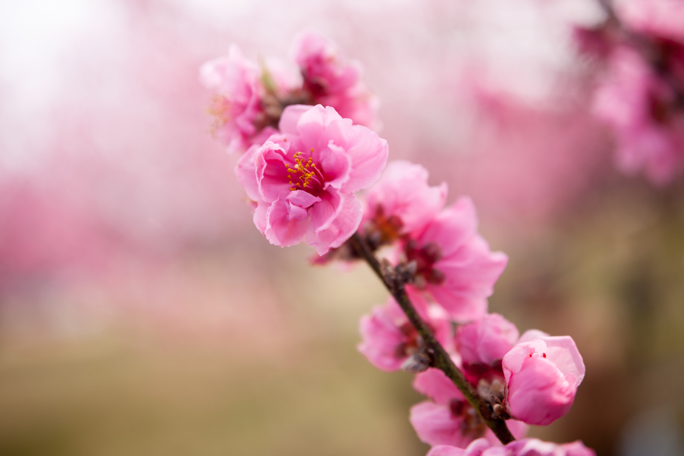 花桃の香り_c0369219_12470950.jpg