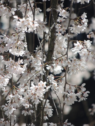 枝垂れ桜を主人と。_f0150620_17442351.jpg