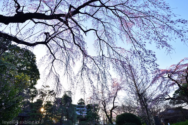 中院 ～枝垂れ桜～ 1 - photograph2