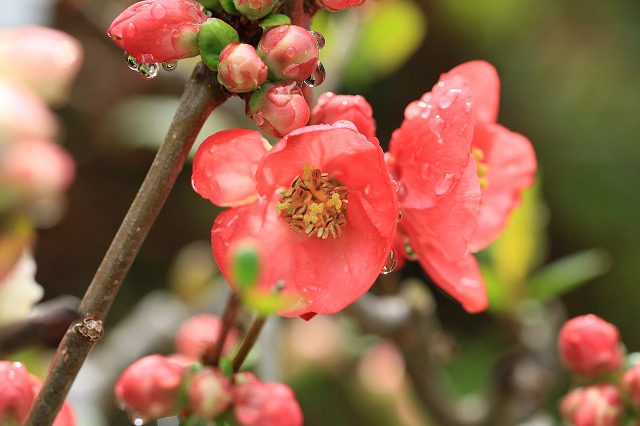 春を彩るボケの花（その2）_e0321325_1127315.jpg