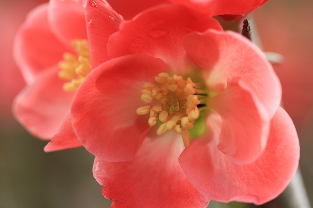 春を彩るボケの花（その2）_e0321325_11282696.jpg