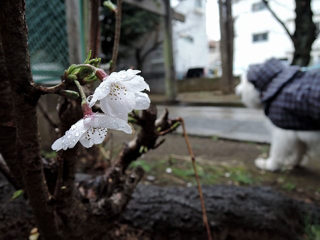 きのうは雨_c0062832_7495172.jpg