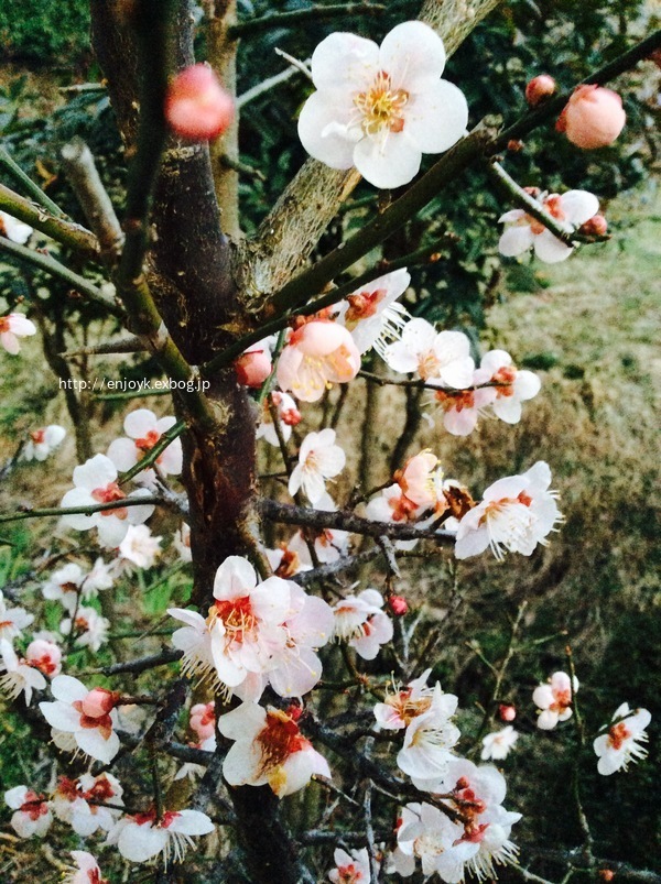 d0269832_12260632.jpeg