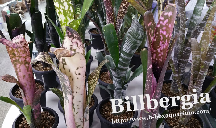 おしゃれ~な草が入荷~!! Billbergia!! ビルベルギア!! : ビー おしゃれ~な草が入荷~!! Billbergia!! ビルベルギア!! : ビー