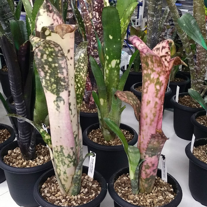 おしゃれ な草が入荷 Billbergia ビルベルギア ビーボックスアクアリウム ビバリウム 熱帯植物情報 おしゃれ な草が入荷 Billbergia ビルベルギア ビーボックスアクアリウム ビバリウム 熱帯植物情報