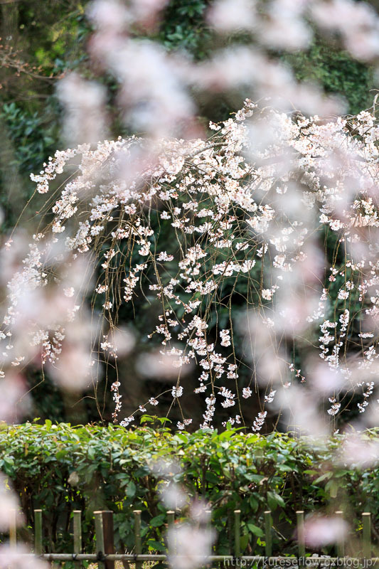 京都御苑　近衛邸跡の糸桜_b0325840_22453460.jpg