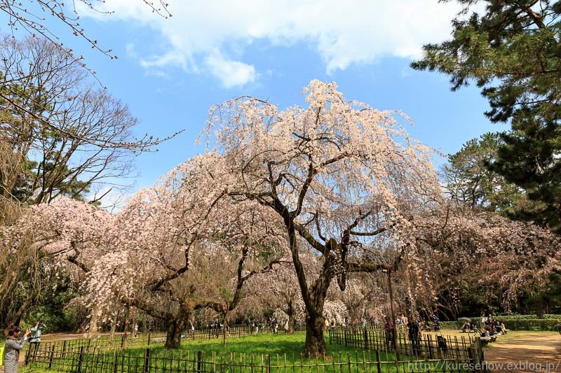 京都御苑　近衛邸跡の糸桜_b0325840_22525475.jpg