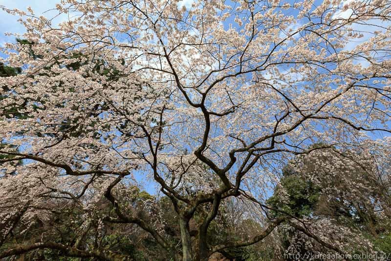 京都御苑　近衛邸跡の糸桜_b0325840_22531738.jpg