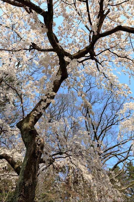 京都御苑　近衛邸跡の糸桜_b0325840_22534686.jpg