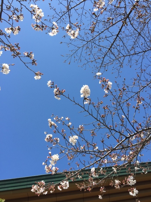 東京の桜_f0207146_13374873.jpeg