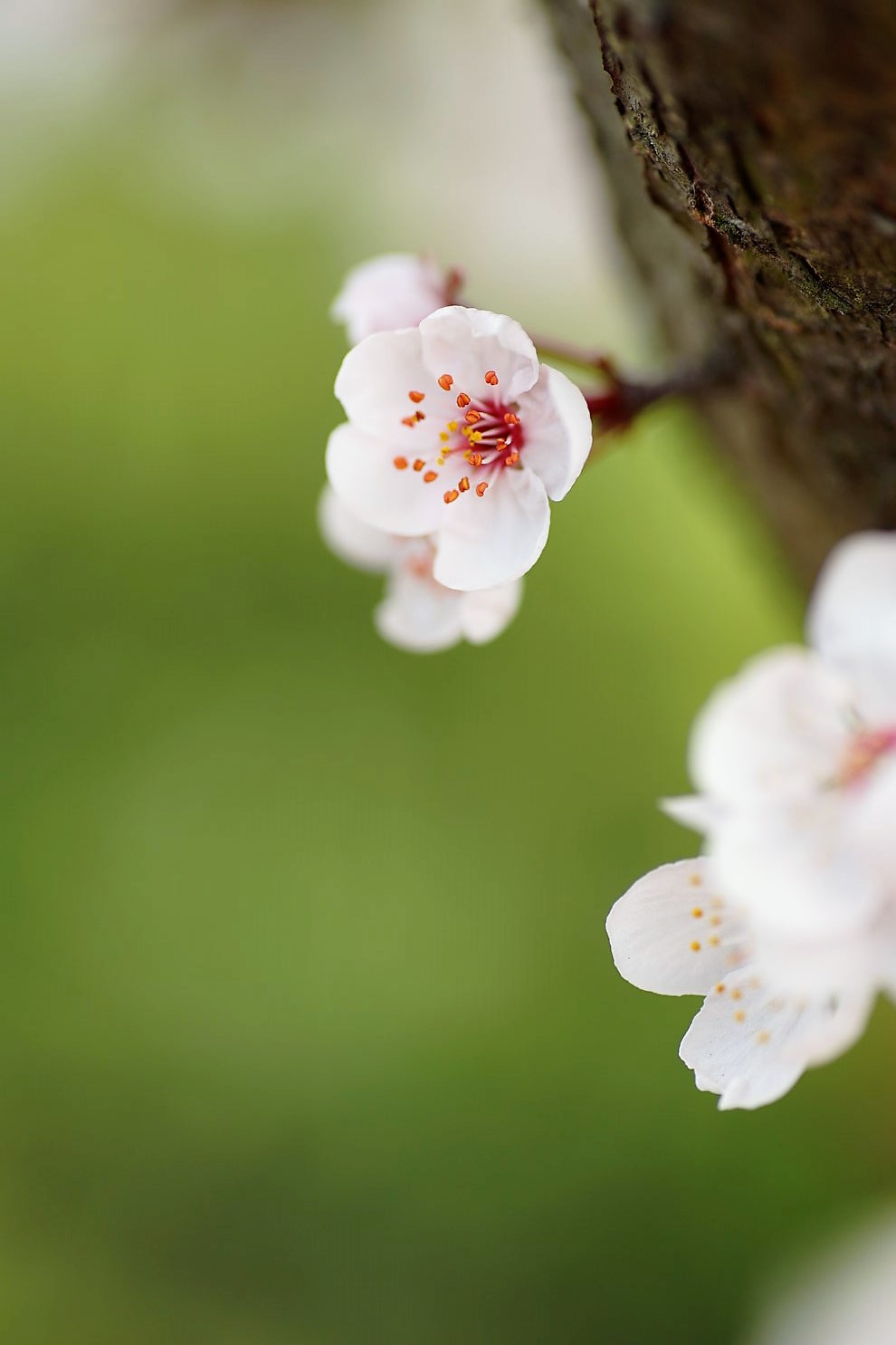 寄れるレンズで桜と桃を撮る：タムロンAF90ミリf2.8_a0063552_8152149.jpg