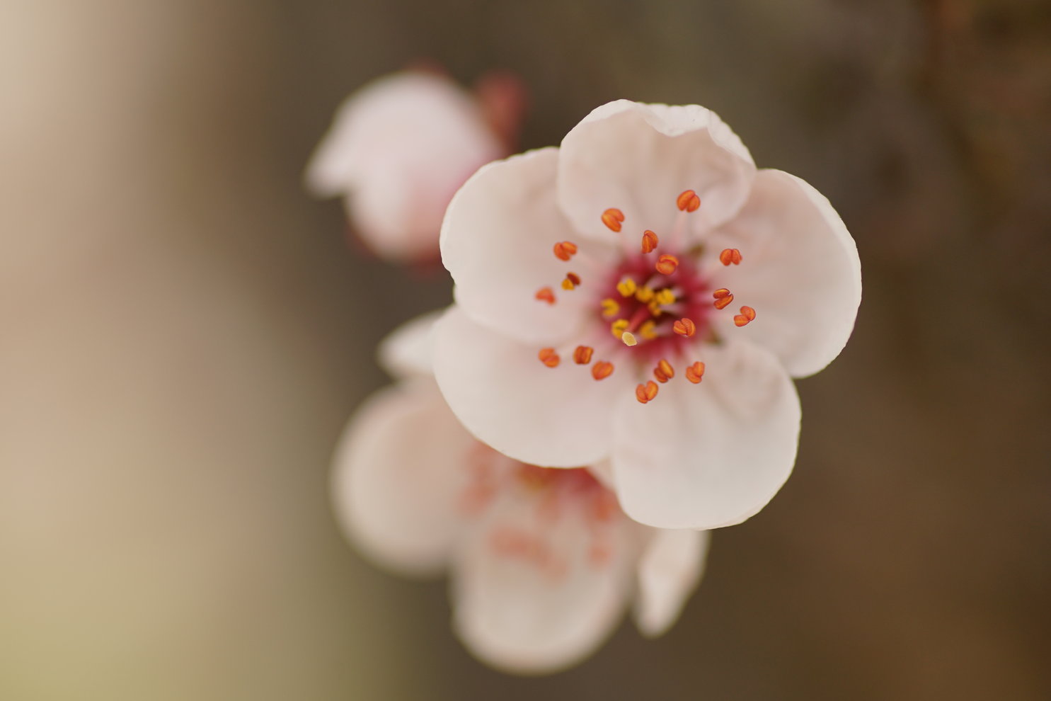 寄れるレンズで桜と桃を撮る：タムロンAF90ミリf2.8_a0063552_8162892.jpg