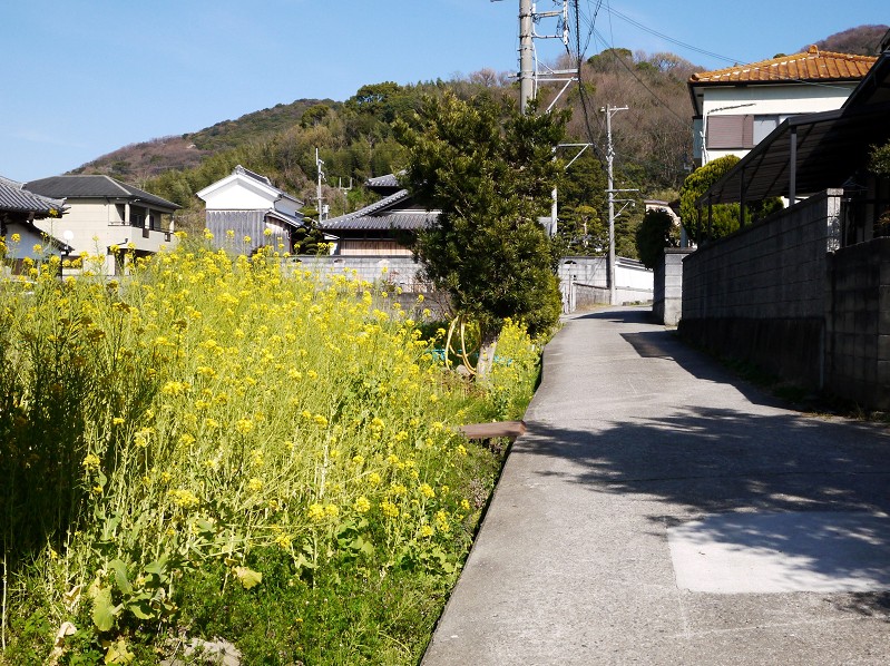 　　菜の花咲く里山を行く_b0093754_2313720.jpg