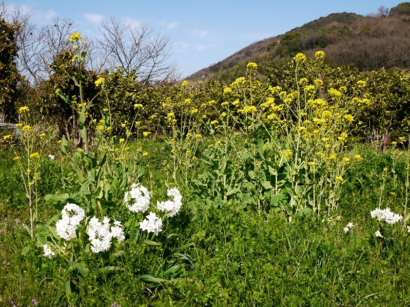 　　菜の花咲く里山を行く_b0093754_2332575.jpg