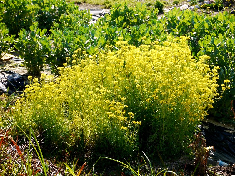 　　菜の花咲く里山を行く_b0093754_23379.jpg