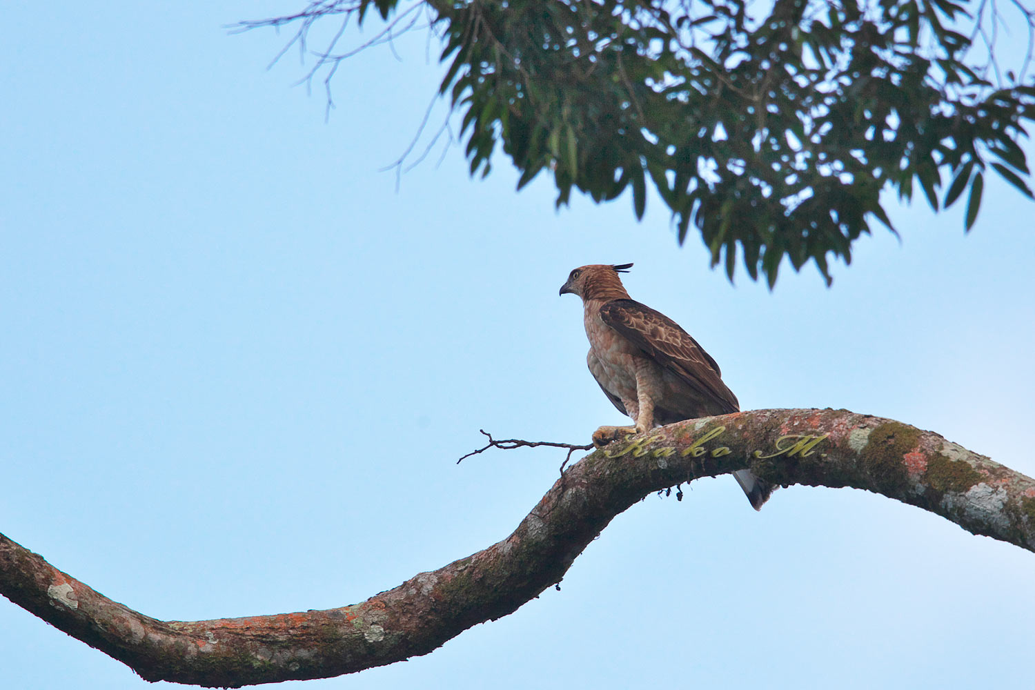 ウオーレスクマタカ　Wallace\'s Hawk-Eagle_d0013455_16513474.jpg