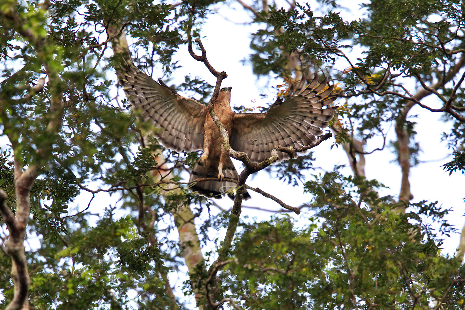 ウオーレスクマタカ　Wallace\'s Hawk-Eagle_d0013455_16515912.jpg