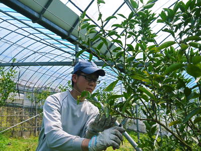 究極の柑橘「せとか」　今年も大好評！お急ぎください!!今期発送予定分カウントダウンです！_a0254656_18411656.jpg