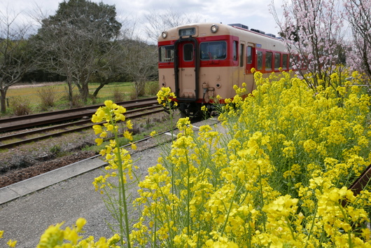 早春のいすみ鉄道_e0140066_2384211.jpg