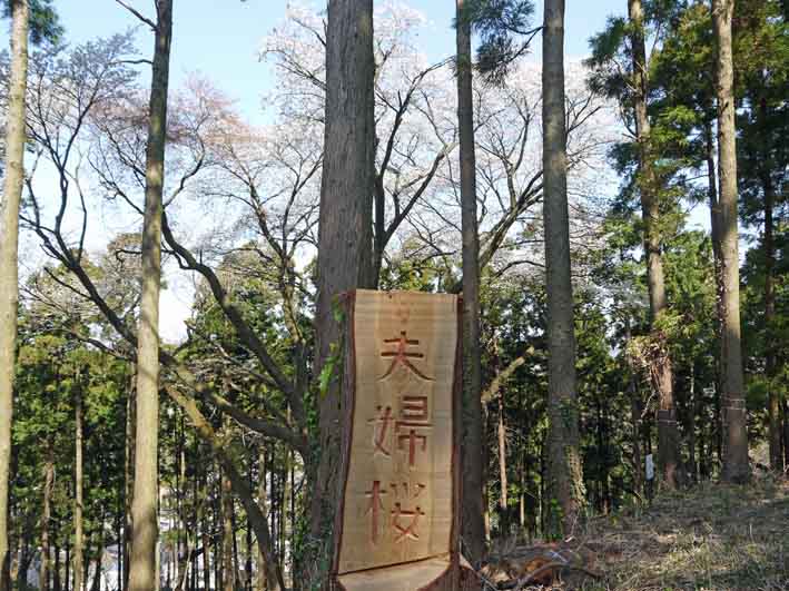 夫婦桜の夫桜が満開、案内板の“彫り”完了：3・25_c0014967_18103694.jpg