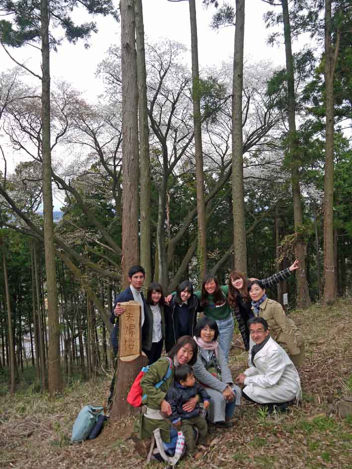 夫婦桜の夫桜が満開、案内板の“彫り”完了：3・25_c0014967_1813540.jpg