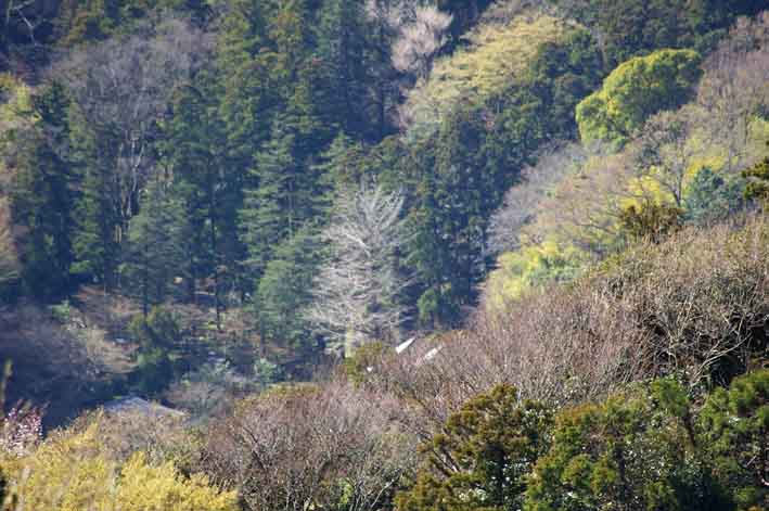 夫婦桜の夫桜が満開、案内板の“彫り”完了：3・25_c0014967_18163215.jpg