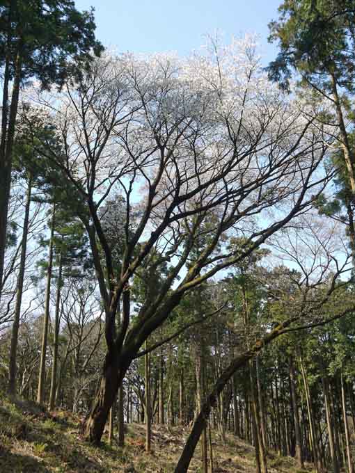 夫婦桜の夫桜が満開、案内板の“彫り”完了：3・25_c0014967_18192117.jpg
