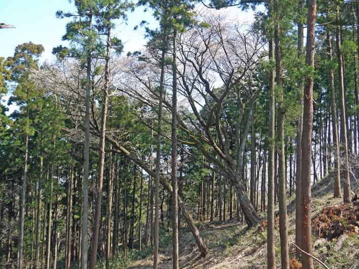 夫婦桜の夫桜が満開、案内板の“彫り”完了：3・25_c0014967_1819369.jpg