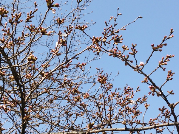 2016.3.25 さくら開花状況 in 寒川_d0239667_1558589.jpg