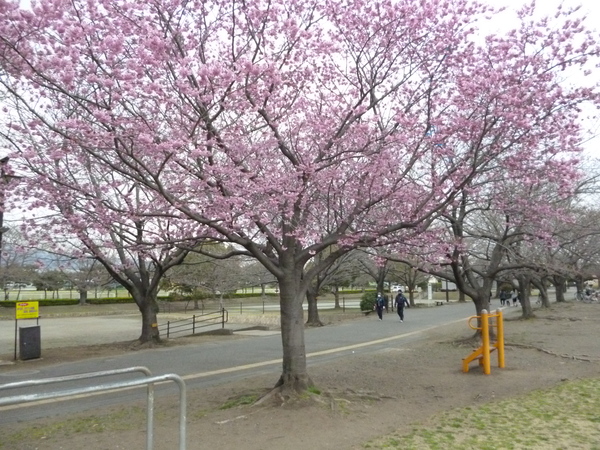 2016.3.25 さくら開花状況 in 寒川_d0239667_1613184.jpg