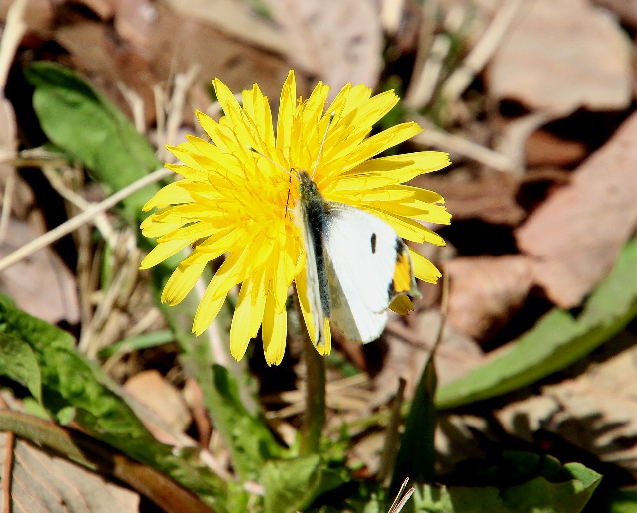 b0320769_16084925.jpg