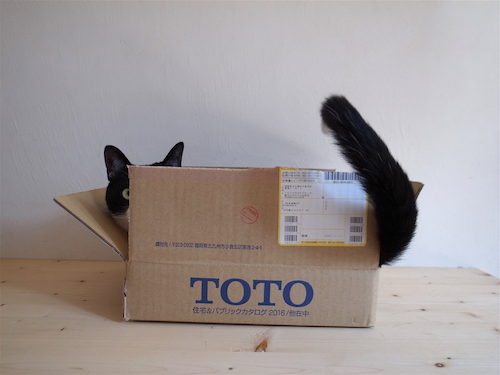 猫のトト　4才になりました。_c0197671_8255925.jpg