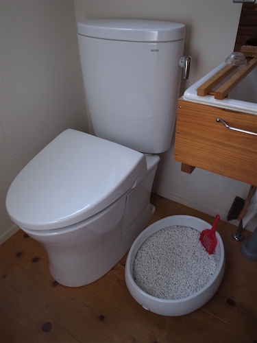 猫のトト　4才になりました。_c0197671_826251.jpg