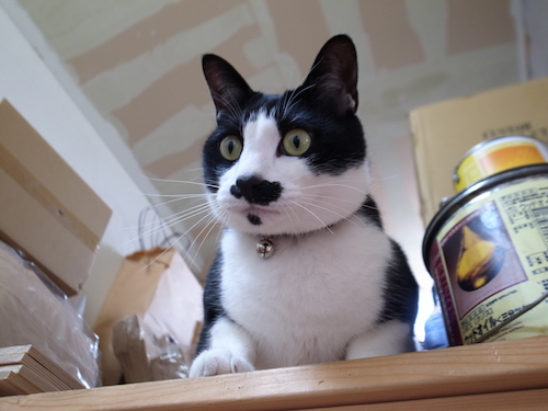 猫のトト　4才になりました。_c0197671_8345487.jpg