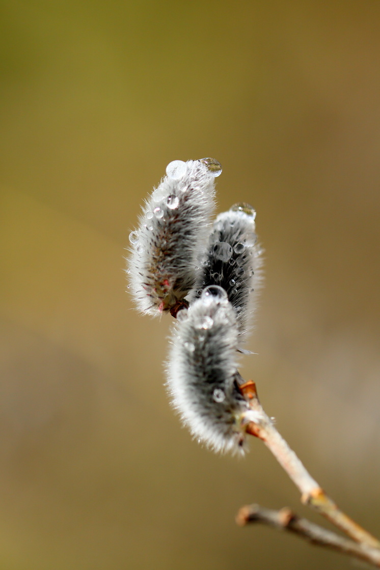 山野草（雪国植物園）_e0096372_10225207.jpg