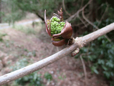 f0140773_1145668.gif