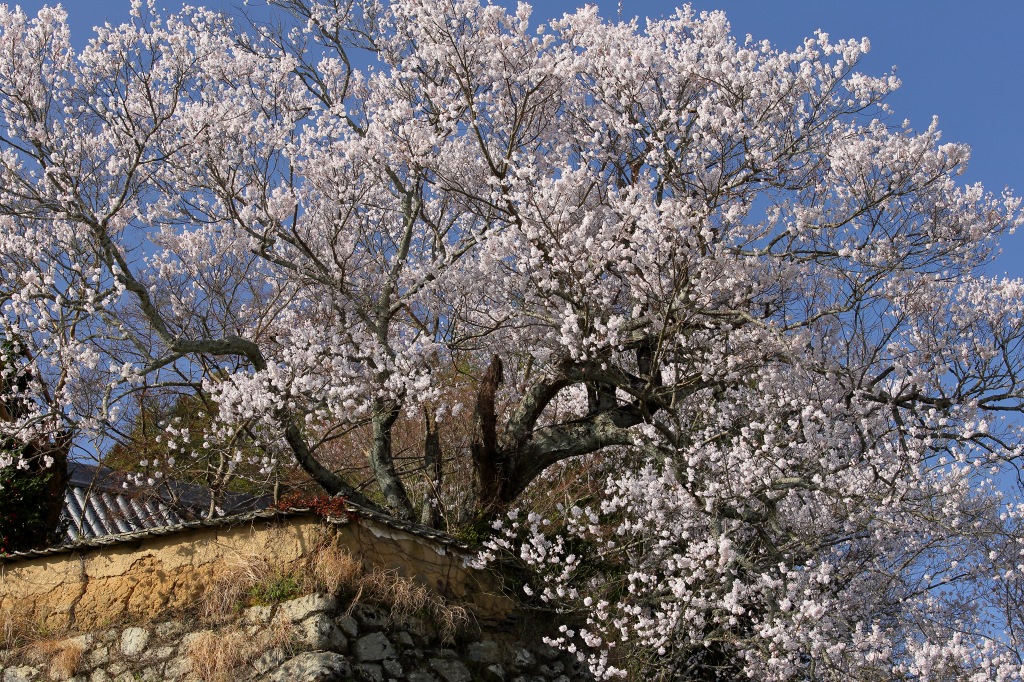 サクラ2016　－常照寺－_a0278377_1138841.jpg