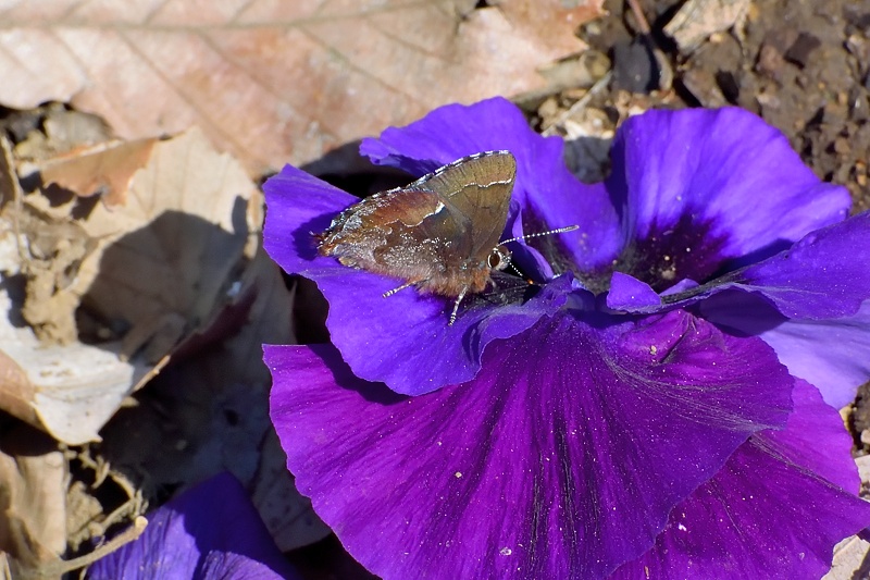 花壇のパンジーに来たコツバメ（2016/3/22）_f0031682_20183782.jpg