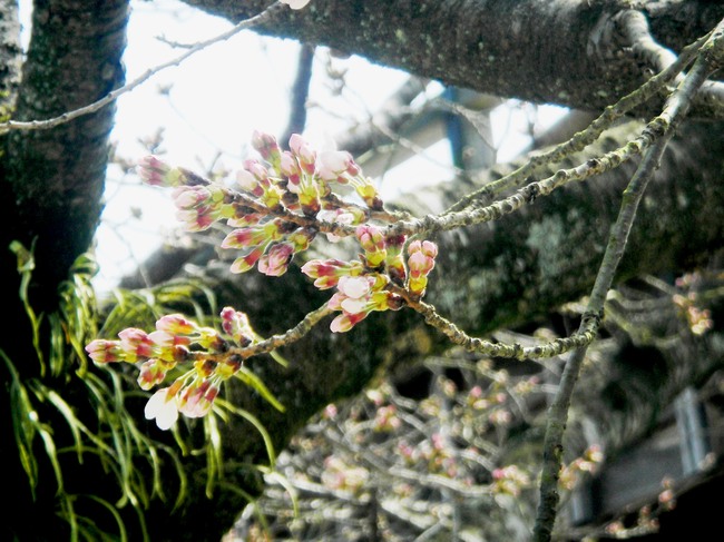 岩国錦帯橋観光情報～錦帯橋の桜が咲きました_c0193187_19392360.jpg