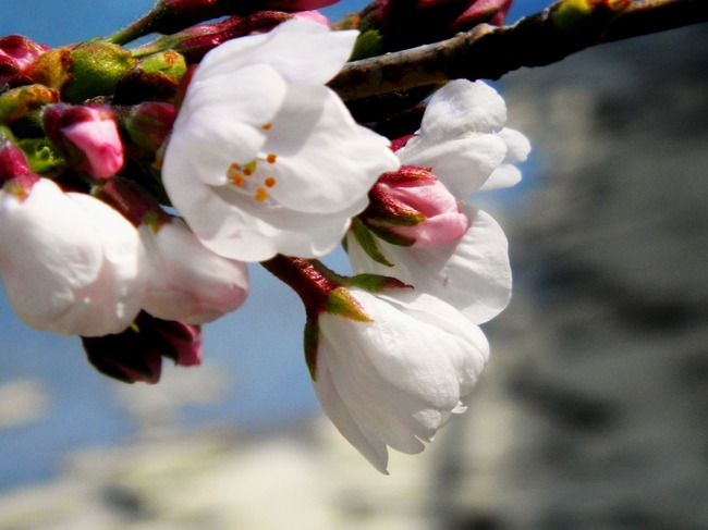 岩国錦帯橋観光情報～錦帯橋の桜が咲きました_c0193187_19475110.jpg