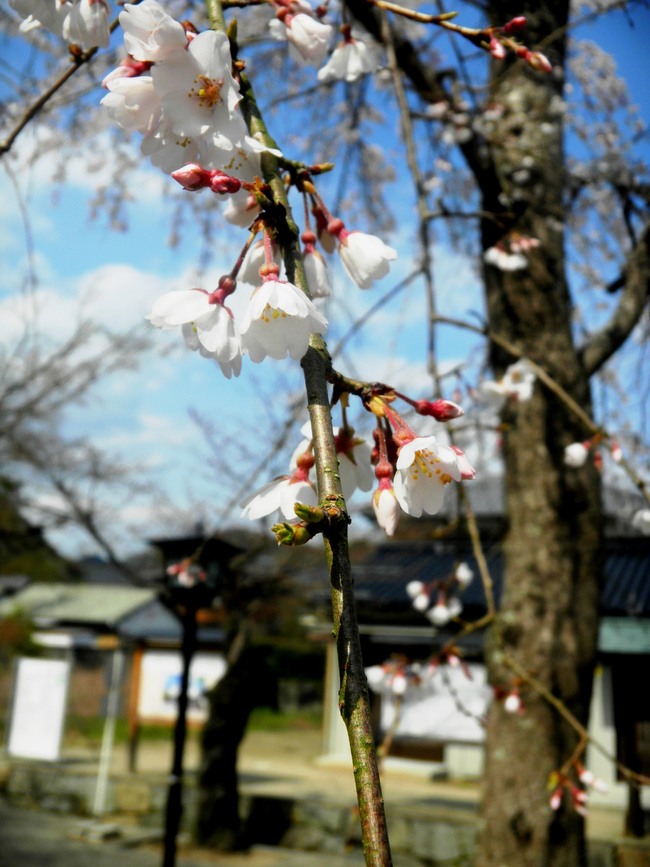 岩国錦帯橋観光情報～錦帯橋の桜が咲きました_c0193187_2021346.jpg